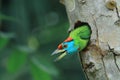 A beautiful blue throated barbet psilopogon asiaticus or megalaima asiatica looking outside from its nest