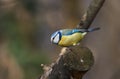 A beautiful blue tit or Cyanistes caerulaeus sitting on a branch.