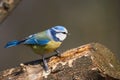 A beautiful blue tit or Cyanistes caerulaeus sitting on a branch.