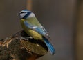 A beautiful blue tit or Cyanistes caerulaeus sitting on a branch.