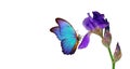 Beautiful blue tropical morpho butterfly on iris flower isolated on white. Butterflies on the flowers. Bright colors of summer. co Royalty Free Stock Photo
