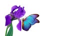 Beautiful blue tropical morpho butterfly on iris flower isolated on white. Butterflies on the flowers. Bright colors of summer. co Royalty Free Stock Photo