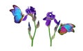 Beautiful blue tropical morpho butterfly on iris flower isolated on white. Butterflies on the flowers. Bright colors of summer. co Royalty Free Stock Photo