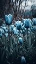 Beautiful blue tulips in the garden. Toned image.