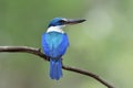 blue and turquoise bird perching on thin branch showing its fine back feathers, collared kingfisher