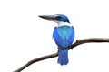 Beautiful blue and turquoise bird perching on thin branch showing its fine back feathers isolated on white background