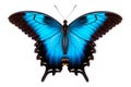 Beautiful Blue Ulysses butterfly isolated on a white background with clipping path Royalty Free Stock Photo