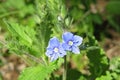 Blue veronica flowers in the garden in spring, closeup Royalty Free Stock Photo