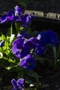 Beautiful blue viola flowers closeup lit by the sun Royalty Free Stock Photo