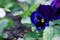 Beautiful blue viola, pansies grow in flower bed