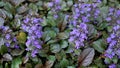 Beautiful blue and violet flowers of Ajuga genevensis also known as Geneva bugleweed