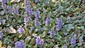 Beautiful blue and violet flowers of Ajuga genevensis also known as Geneva bugleweed