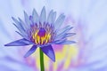 Beautiful blue water lily flower with branch on blue and yellow background Royalty Free Stock Photo