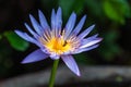 Beautiful blue water-lily or lotus with a bee on its yellow stamens