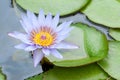 Beautiful blue water lily