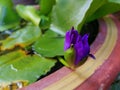 A beautiful blue waterlily in the tub prepare to bloom