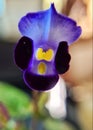 A beautiful blue wave Torenia fournieri  flower Royalty Free Stock Photo