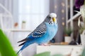 Beautiful blue wavy budgerigar on table in room Royalty Free Stock Photo