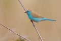 Beautiful blue waxbill sit on a thin branch with lovely background