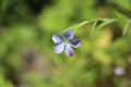 Beautiful blue weed flower