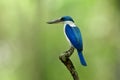 Beautiful blue and white bird with large beaks perching on wood Royalty Free Stock Photo