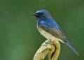 Beautiful blue and white bird lonely perching on the branch over blur green environment in the nature, Hainan blue flycatcher Royalty Free Stock Photo