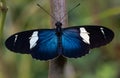 Beautiful blue and white butterfly