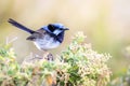 Beautiful Blue Wild Adult Male Superb Fairy Wren, Sunbury, Victoria, Australia, February 2019