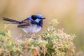 Beautiful Blue Wild Adult Male Superb Fairy Wren, Sunbury, Victoria, Australia, February 2019