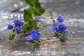 Beautiful blue wild flowers on a gray blur background