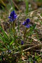 Beautiful blue wild flowers Polygala amara.