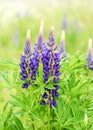 Beautiful blue wild lupine flowers in a summer meadow among the grass. Royalty Free Stock Photo