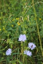 Beautiful Blue Wildflowers And Lush Green Grass.