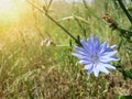 Beautiful blue wildflowers