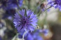 Beautiful blue wildflowers cornflowers. Selective focus. European summer nature