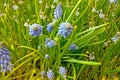 Beautiful Blue Wildflowers In Green Grass. Background