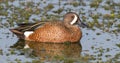 Beautiful blue winged teal duck (Anas discors) in perfect morning light, showing red eye color Royalty Free Stock Photo