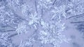 Beautiful blue winter young pine snow covered forest aerial close up view video with down up camera zoom in 4K