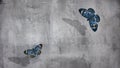 Beautiful blue and yellow butterflies at concrete wall background. Free space for text.