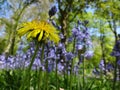 Beautiful blue and yellow flower in a forest Royalty Free Stock Photo