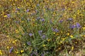 Beautiful blue and yellow flowers in meadow Royalty Free Stock Photo