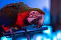 Beautiful blue and yellow gold macaw in a conference room in captivity. Big screen in the background. Royalty Free Stock Photo