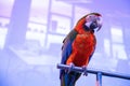 Beautiful blue and yellow gold macaw in a conference room in captivity. Big screen in the background. Royalty Free Stock Photo