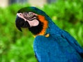 Beautiful Blue And Yellow Macaw Posing In The Garden