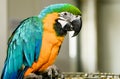 Parrot sitting on cage. Royalty Free Stock Photo