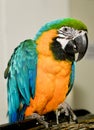 Parrot sitting on cage. Royalty Free Stock Photo