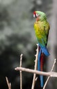 Macaw Beautiful sitting on branch Royalty Free Stock Photo