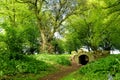 Beautiful bluebell flowers blossoming in the gardens of Ducketts Grove, a ruined 19th-century great house in County Carlow,