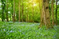 Beautiful bluebell flowers blossoming in the gardens of Ducketts Grove, a ruined 19th-century great house and former estate in Ire