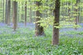 Beautiful bluebell flowers in the forest Royalty Free Stock Photo